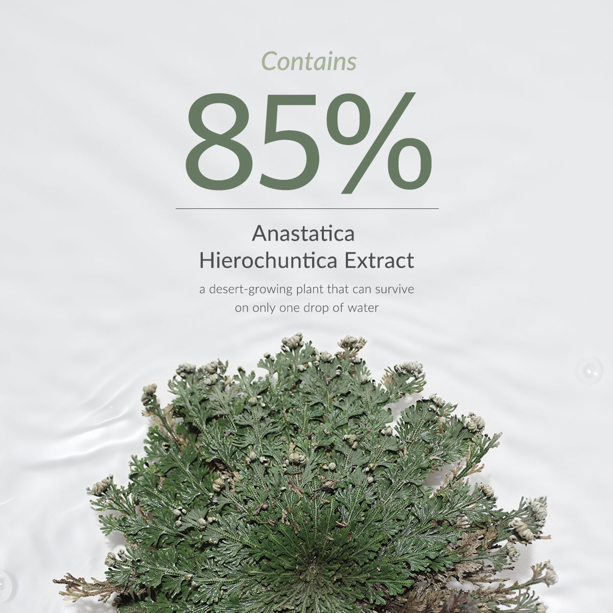 Dr.Althea Anastatica Skin Conditioning Toner met 85% anastatica-extract, de roos van Jericho