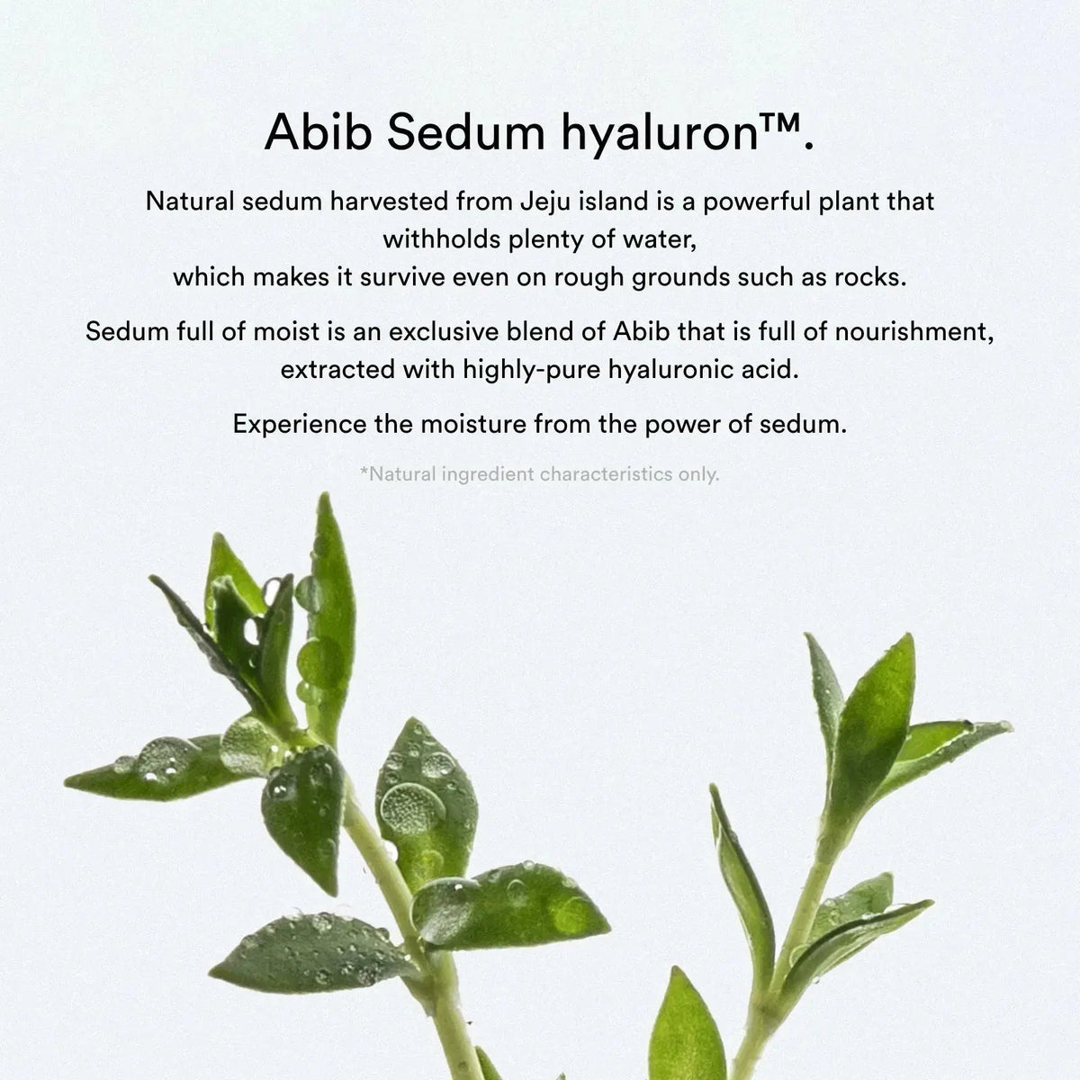 Sedum-plant van Jeju, basis van Abib Sedum hyaluron in de Collagen Gel Mask