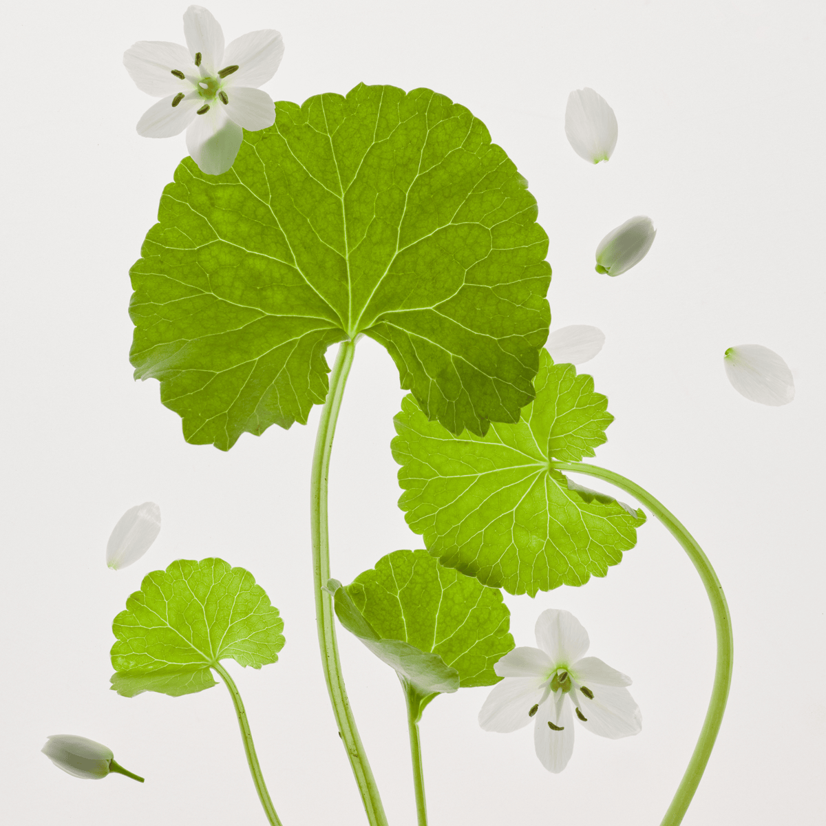 Centella asiatica-plant met bloemen, het kalmerende ingrediënt van de Light On Serum