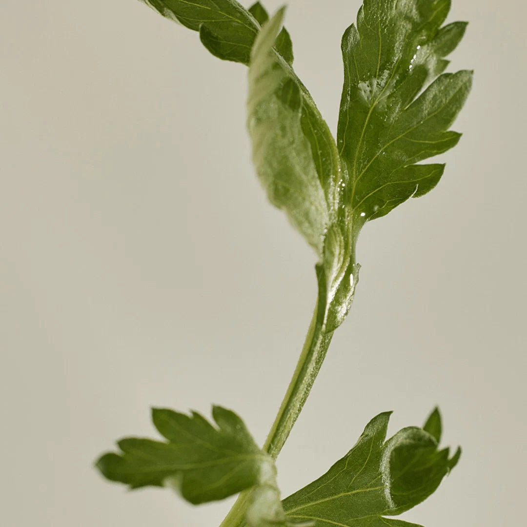 Close-up van mugwort blad, hoofdingrediënt in Beauty of Joseon Sun Stick